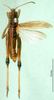 CollectionObject 1502708; e0c23ae7-5db6-4dc0-af2d-5364d5002e11: male, dorsal view (paratype). (CollectionObject).