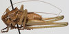 CollectionObject 1527089; 6dfb297e-2f06-4791-977f-d41648a93736: male, lateral view (holotype). (CollectionObject).