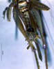 CollectionObject 1537885; Depo SF.DepoID 180, 3224939, 42a4bf6b-dded-4258-8933-95622edf7489: male ventral view (paratype). (CollectionObject).
