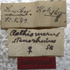 CollectionObject 1505627; 32cb8af4-f8a9-4b38-9c0d-b7cf08c6759f: labels (holotype of Aethiomerus stenorhinus). (CollectionObject).