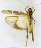 CollectionObject 1507074; e2629f85-d3fe-490d-950c-5b806ab5681e: male, dorsal view (holotype of Gastrimargus floresensis). (CollectionObject).