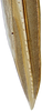 Ovipositor: !! display not done !! on Paraclorindaia pinguis Zahniser, 2021: detail of 1st valvula apex. (Observation).