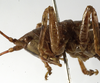 CollectionObject 1530617; de883d89-73fd-421a-b272-4b246b28f80b: female pronotum, lateral view (syntype of Anthracites kilimandjaricus). (CollectionObject).