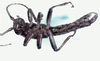 CollectionObject 1562877; 89675087-fdf2-4d34-b699-60d4d84a0e20: copyright LEMQ, Lyman. male (paratype). (CollectionObject).;CollectionObject 1562878; 7513ee00-c3f1-45f1-ae1a-120ce0ab893d: copyright LEMQ, Lyman. male (paratype). (CollectionObject).