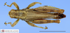 CollectionObject 1566328; 44e09479-9691-4044-ae8c-c31c27f5fa1f: male, dorsal view. (CollectionObject).