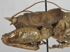 CollectionObject 1539585; c7d04dad-6ed2-4b34-b64c-a98c4bd4c618: male nymph, head and pronotum, lateral view (syntype). (CollectionObject).
