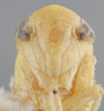 Head: !! display not done !! on Chlorotettix (Chlorotettix) fraterculus (Berg, 1879): (Observation).