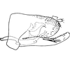 Pygofer, lateral view on Diomma (Bunyipia) Dworakowska, 1972: Pygofer (D. ulae Dwor.). (Observation).