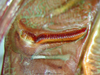 CollectionObject 1500601; eca864f1-ada4-4f96-b300-61a4c59c7ac5, DORSA BTtetfenHTM: male stridulatory file (holotype). (CollectionObject).