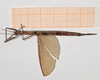 CollectionObject 1557221; NMW 972', 47213140-8d79-4db1-995a-2cef86019d43: copyright NHMW, Vienna. female (holotype). (CollectionObject).