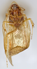 CollectionObject 1569222; 3f4c4d0f-ec4a-4c4c-a14c-4d4bb7178c01: Photo by Heidi Hopkins. Holotype, adult male, ventral habitus. (CollectionObject).