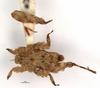 CollectionObject 1567147; 75d93015-a33f-4723-9519-cd68daad9aff: male, dorsal view (holotype). (CollectionObject).