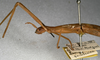 CollectionObject 1559648; NMW 430, bd314782-715b-4558-86cb-5fecf0434532: copyright NMW, Vienna. female: head and thorax, lateral view (syntype). (CollectionObject).