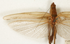 CollectionObject 1531651; 3296a5d0-48c9-49ec-879d-9c31ea45c363: male, dorsal view (syntype). (CollectionObject).