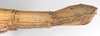 CollectionObject 1562978; 9f5e6eb8-25a1-4cf3-8adc-5644ba58e4a3: copyright F. Hennemann. female: end of abdomen, lateral view (paratype). (CollectionObject).