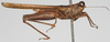 CollectionObject 1581300; b1382526-dcf8-4737-8db1-5b3c0cafed3c: female, lateral view. (CollectionObject).