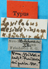 labels (holotype). Depicts CollectionObject 1500850; 8c10e329-6445-43c2-8801-88d7331d2c27, a CollectionObject.