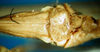 CollectionObject 1502098; 7ac70547-434c-41fd-8aa1-e9e3eff701d0: female subgenital plate (syntype). (CollectionObject).