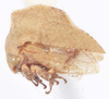 Habitus, lateral view: !! display not done !! on Telamonanthe turbinella Jorgensen, 1935: (Observation).