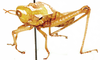 Pneumoracris browni Dirsh, 1963: male, lateral view. (Otu).