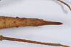 CollectionObject 1557231; afeebaae-379e-463d-bc14-7cc056aab3a8: copyright NHMB, Basel. female: end of abdomen, dorsal view (syntype). (CollectionObject).;CollectionObject 1557232; 2b50f075-48ad-4d8a-b9c4-87f8fc2837f9: copyright NHMB, Basel. female: end of abdomen, dorsal view (syntype). (CollectionObject).