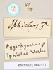 CollectionObject 1560435; dd64b8db-542d-499b-9925-069a0d78b473: copyright Natural History Museum, London. male, data labels [circular label reversed] (syntype). (CollectionObject).;CollectionObject 1560436; fb5361fa-2dec-4ea9-876a-b1c5e236ef61: copyright Natural History Museum, London. male, data labels [circular label reversed] (syntype). (CollectionObject).