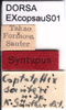 CollectionObject 1553645; 4689261d-1b22-44d3-b77d-7c404c7f480f: labels (syntype). (CollectionObject).