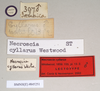 CollectionObject 1559615; NHMUK(SF IMPORT DUPLICATE) 845251, 2437de70-e8bb-468b-8518-00406396d401: copyright Natural History Museum, London. male: data labels of Necroscia cyllarus (lectotype). (CollectionObject).