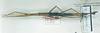 CollectionObject 1557728; 55df8521-50af-4423-9d06-e003ad20e818: copyright MNHN, Panel coll., Paris. female (holotype). (CollectionObject).