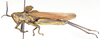Eupropacris fumida (Walker, 1870): lateral view. (Otu).