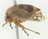 Habitus, lateral view: !! display not done !! on Xantholobus nigrocinctus (Van Duzee, 1908): (Observation).