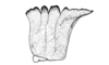 Tropidacris cristata dux (Drury, 1773): Fig. 24. pronotum, lateral view. (Otu).