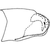 Pygofer, lateral view on Arboridia (Arboridia) lamellaris Sohi, Mann & Shenhmar, 1987: Pygofer, lateral view. (Observation).