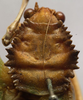CollectionObject 1506536; 259eb6cd-693b-4d98-92c8-75cbb1b41f36: male pronotum. dorsal view. (CollectionObject).