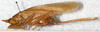 CollectionObject 1576551; 58b2ad51-08f4-4b40-b351-d67ec76056cd: female, lateral view (paralectotype). (CollectionObject).