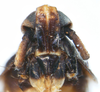 Head: !! display not done !! on Pissonotus melanurus Van Duzee, 1917: (Observation).
