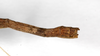 CollectionObject 1558941; a4f8c9ce-3e00-4566-a715-7e9bb44b7f56: copyright MNHU, Berlin. female: end of abdomen, ventral view (holotype). (CollectionObject).
