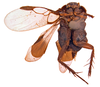 Hypercompsa fieberi (Brunner von Wattenwyl, 1865): (Otu).