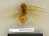 CollectionObject 1572979; 3323bc42-1e97-4bd0-87ef-218d58b2bb8e: Copyright Natural History Museum, London. Non-type (adult female) in BM(NH). Ventral view. (CollectionObject).
