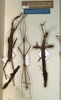 CollectionObject 1561113; NMW 573, 323d3a24-4a96-48be-8abe-fd6d5668b706: copyright NMW, Vienna. female of Phenacephorus cornucervi (holotype, on left). (CollectionObject).