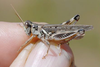 Melanoplus bruneri Scudder, 1897: male. (Otu).