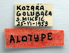 CollectionObject 1578274; 110c3d35-0014-42f0-a147-a91f0eeae081: labels (allotype of Miramella bosnica Miksic, 1969). (CollectionObject).
