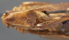 CollectionObject 1505917; 123a3d58-8bd5-4d38-974d-2cfe2de384de: female, dorsal view (holotype). (CollectionObject).