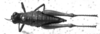 CollectionObject 1520403; NMW 6284, 5dbef5e3-2415-40ed-b661-ed3e9707da00: Image Carbonell, C.S. female, dorsal view (holotype). (CollectionObject).