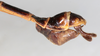 CollectionObject 1560947; NMW 155, 9755451c-0149-4e90-bc05-faf318fdcad6: copyright NMW, Vienna. male: end of abdomen, lateral view (holotype). (CollectionObject).