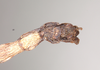 CollectionObject 1562075; NHMUK(SF IMPORT DUPLICATE) 844856, eef1f415-81a2-4af0-94e7-bee4d081a773: copyright Natural History Museum, London. male: end of abdomen, ventral view (holotype). (CollectionObject).