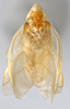 CollectionObject 1568233; 51fe510e-f646-41d6-9528-fb4fa08385a5: Photo by Heidi Hopkins. Holotype, adult male, dorsal habitus. (CollectionObject).