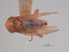 Habitus, dorsal view: !! display not done !! on Neoaliturus (Circulifer) rubicundula (Van Duzee, 1907): (Observation).