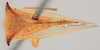 Habitus, dorsal view: (Observation).