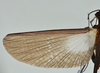 CollectionObject 1560952; USNM(SF IMPORT DUPLICATE) 7349, 87ff6108-e634-4e76-bc4e-a73b361b0010: copyright USNM, Washington. (CollectionObject).